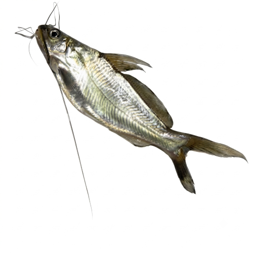 Fresh Small Tangra Fish – Tender, Flavourful & Protein-Rich
