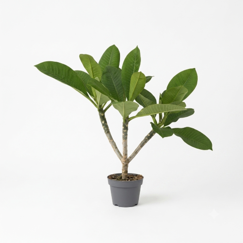 Healthy Chapa Flower Plant – Fragrant Champak Tree for Home & Garden