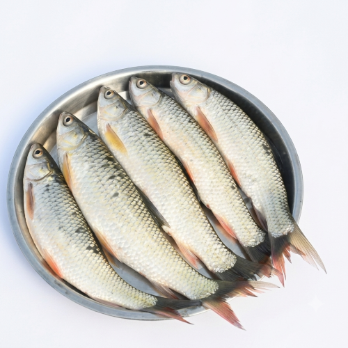 Fresh Rohu (Rui) Fish – Tender, Freshwater & Rich in Protein