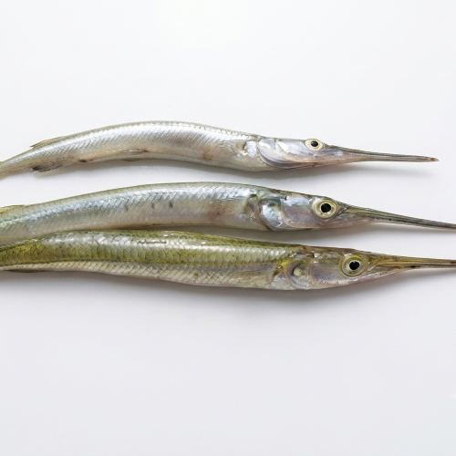 Fresh Kokila Fish – Delicate, Freshwater & Rich in Protein