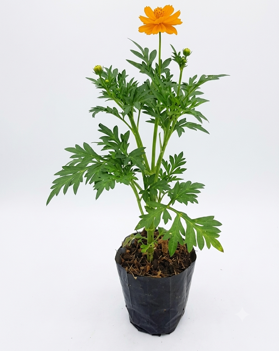 Healthy Cosmic Yellow Plant – Live Flowering Plant for Home & Garden