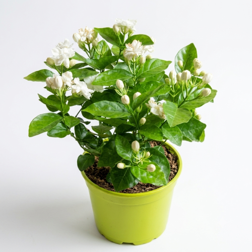 Healthy Tagar Flower Plant – Live Crape Jasmine for Home & Garden