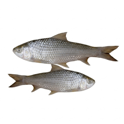 Fresh Katla Pona – Tender Freshwater Fish, Rich in Protein