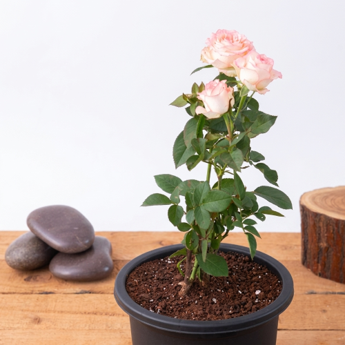 Healthy Pink Rose Plant – Live Flowering Plant for Home & Garden