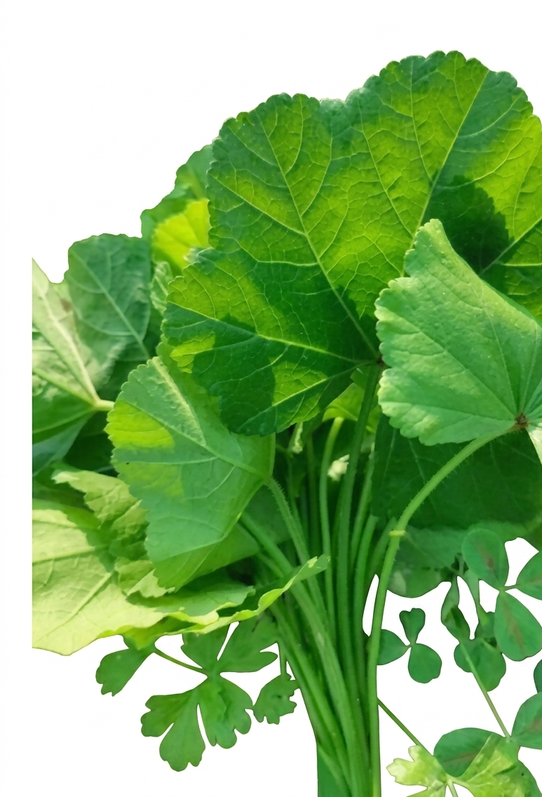 Fresh Lapa Saag – Farm Fresh Nutritious Green Leafy Vegetable