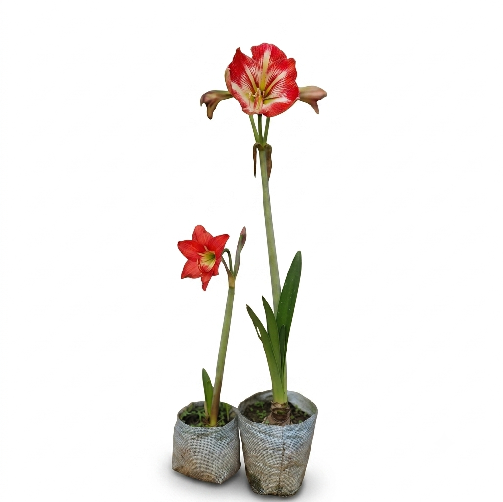 Healthy Amaryllis Lily Plant – Live Flowering Plant for Home & Garden