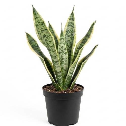 Healthy Snake Plant – Live Indoor Air Purifying Plant for Home & Office
