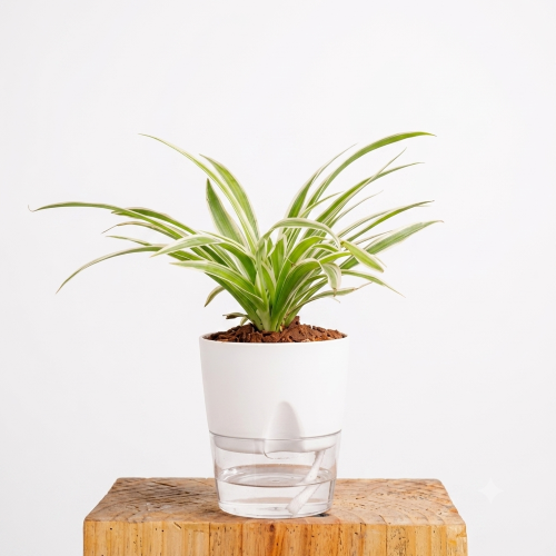 Healthy Spider Plant – Live Indoor Air Purifying Plant for Home & Office