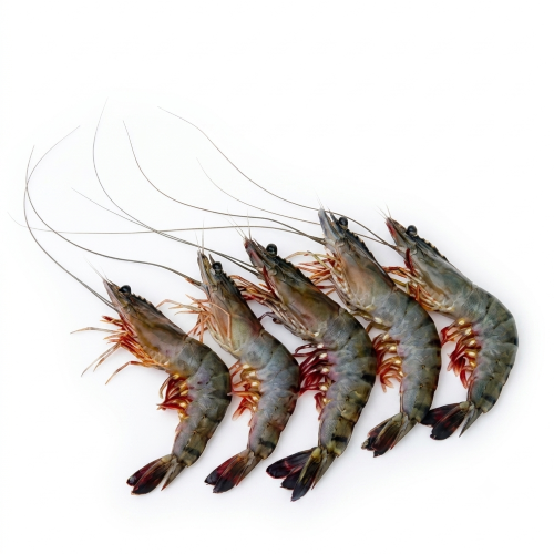 Large Golda Chingri – Fresh, Juicy & Perfect for Premium Bengali Seafood