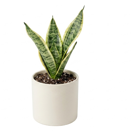 Healthy Snake Plant – Live Indoor Air Purifying Plant for Home & Office