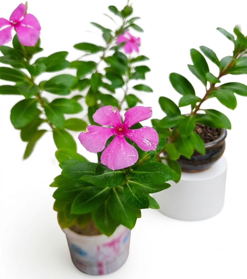 Healthy Nayantara Flower Plant – Live Periwinkle for Home & Garden