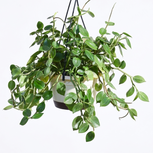 Healthy Hanging Peperomia Plant – Live Trailing Indoor Plant for Home & Office