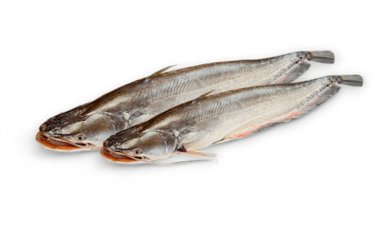 Fresh Boyal Mach – Tender, Rich & Perfect for Traditional Bengali Fish Curry
