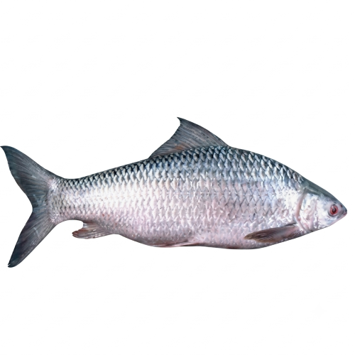 Fresh Mrigal Fish – Tender, Nutritious & Farm Fresh