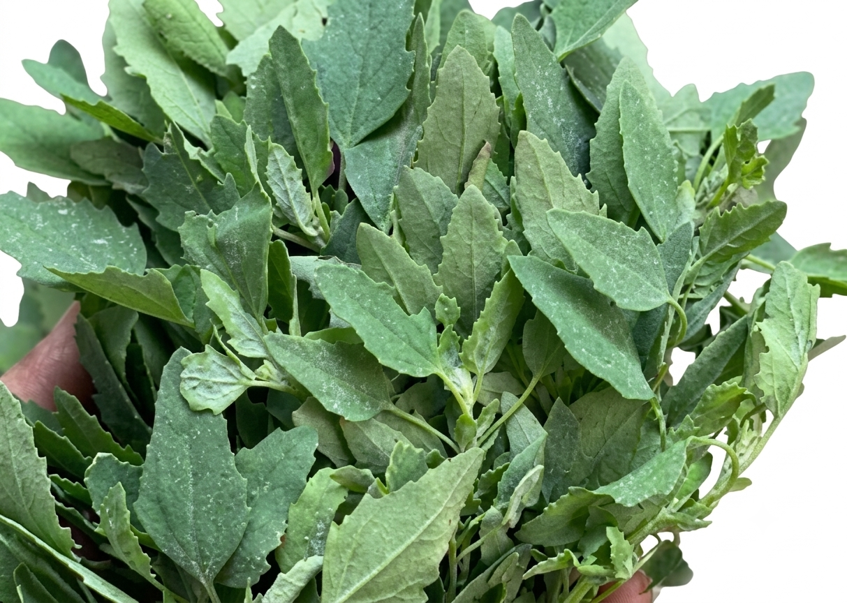 Fresh Bathua Saag – Farm Fresh Nutritious Winter Leafy Greens