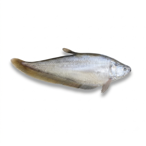 Fresh Foli Fish – Tender, Freshwater & Rich in Protein