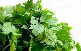 Fresh Coriander Leaves – Aromatic & Farm Fresh