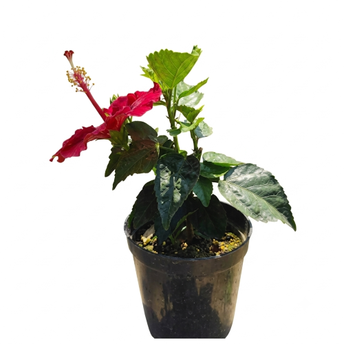 Healthy Jaba Ful (Hibiscus) Plant – Live Flowering Plant for Home & Garden
