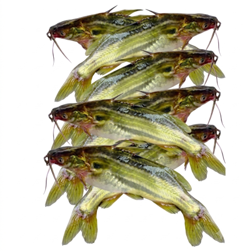 Fresh Small Tangra Fish – Tender, Flavourful & Protein-Rich