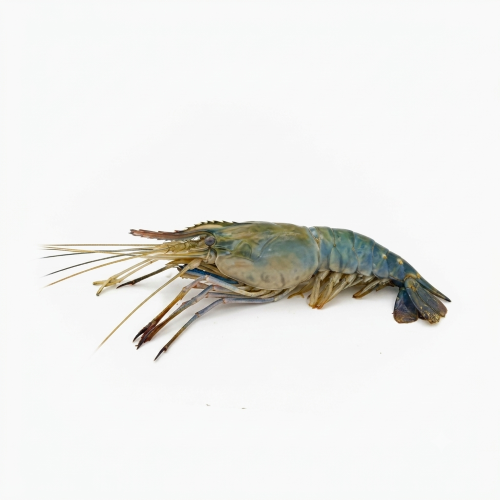 Large Golda Chingri – Fresh, Juicy & Perfect for Premium Bengali Seafood