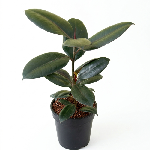 Healthy Rubber Plant – Live Indoor Air Purifying Plant for Home & Office