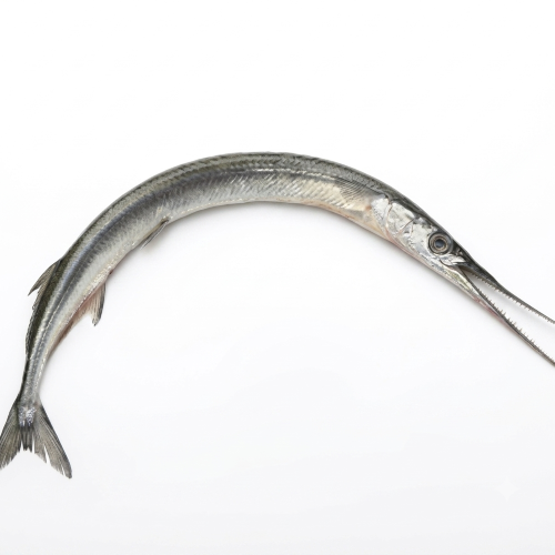 Fresh Kokila Fish – Delicate, Freshwater & Rich in Protein