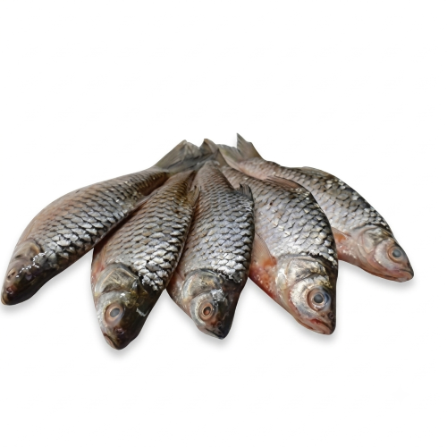 Fresh Puti Fish – Small Freshwater Fish, Rich in Protein & Calcium