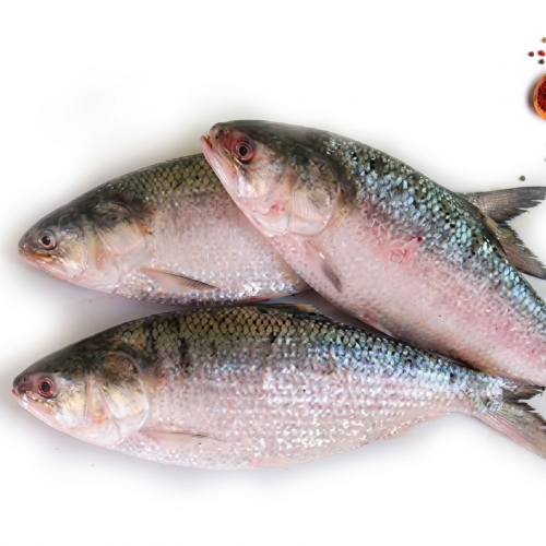 Fresh Ilish – Tender Baby Hilsa, Rich in Omega-3 & Flavour