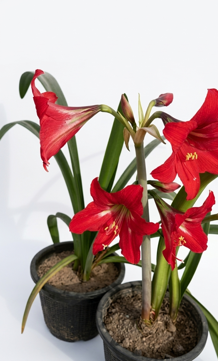 Healthy Amaryllis Lily Plant – Live Flowering Plant for Home & Garden