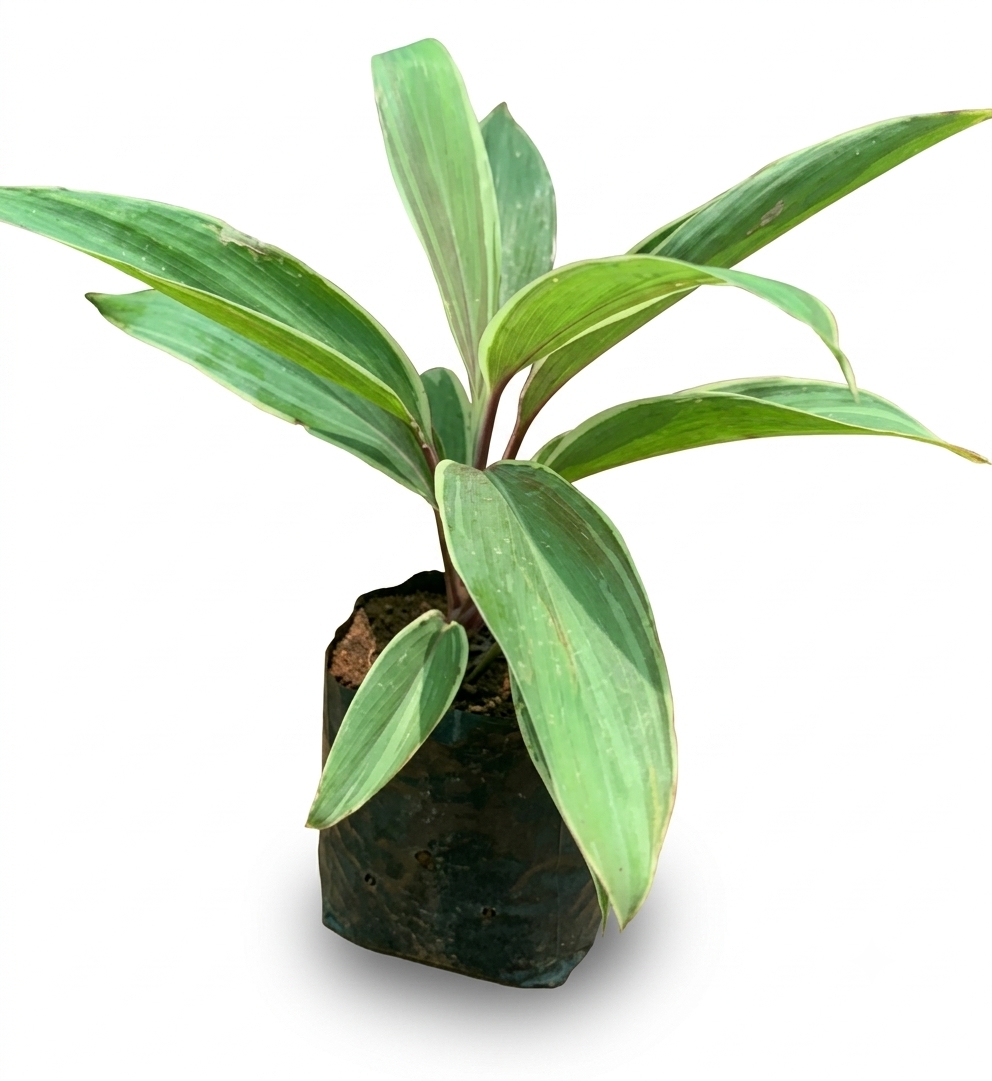 Healthy Green Dracaena Plant – Live Indoor Air Purifying Plant for Home & Office