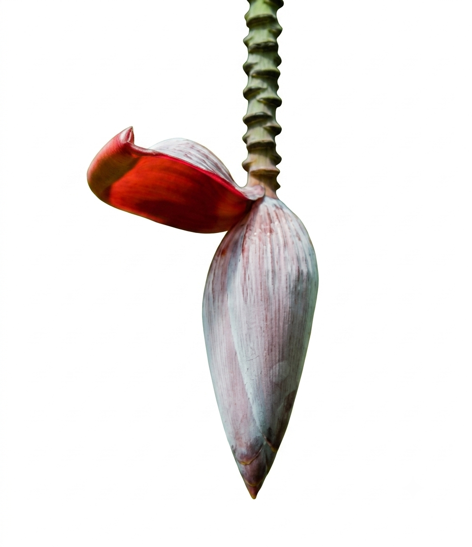 Fresh Kolar Mocha – Farm Fresh Banana Blossom for Traditional Cooking