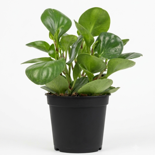 Healthy Peperomia Plant – Live Indoor Foliage Plant for Home & Office