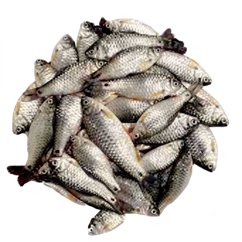 Fresh Saral Puti Fish – Small Freshwater Fish, Rich in Protein & Calcium