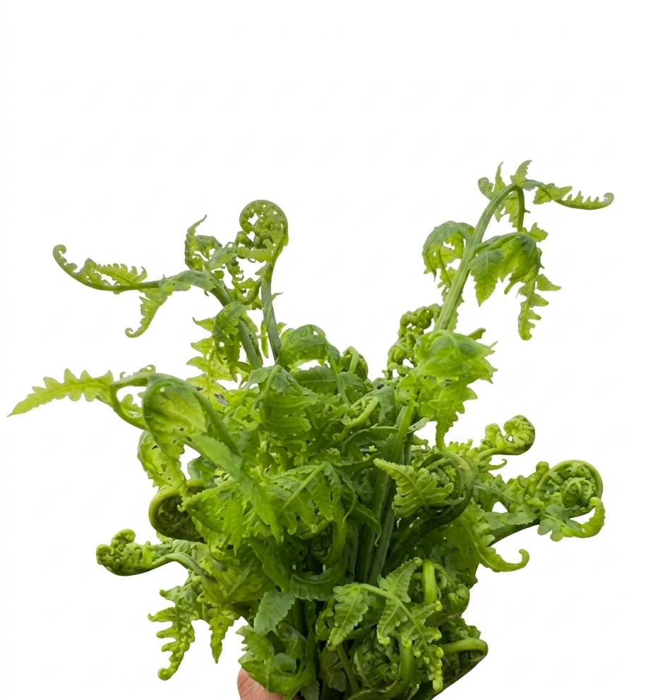 Fresh Dhekia Saag – Farm Fresh Fiddlehead Fern Shoots