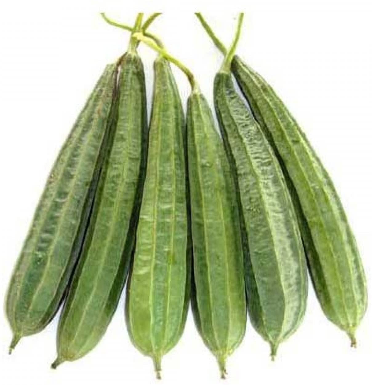 Fresh Crisp Turai
