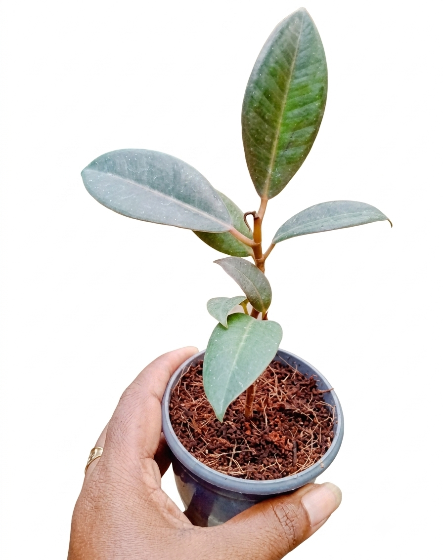Healthy Rubber Plant – Live Indoor Air Purifying Plant for Home & Office