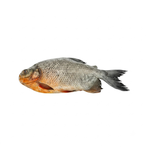 Premium Rupchanda Fish – Soft, Boneless & Rich in Omega-3