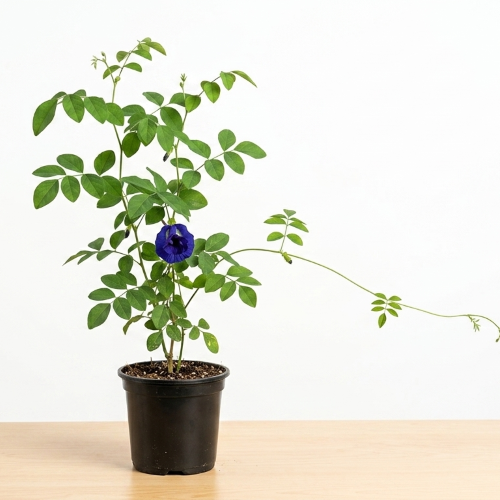 Healthy Aparajita Flower Plant – Live Butterfly Pea Climber for Home & Garden