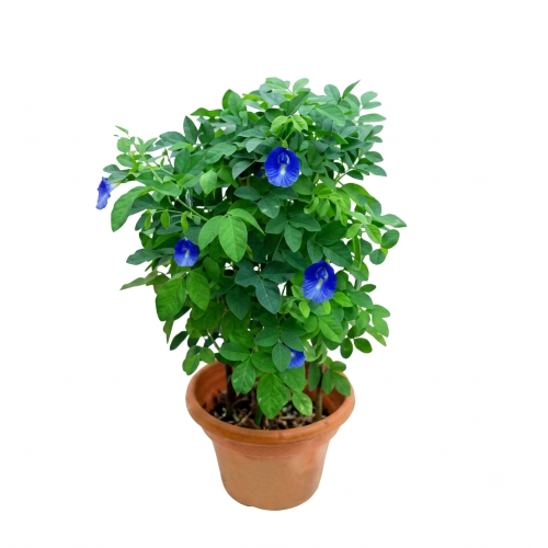 Healthy Aparajita Flower Plant – Live Butterfly Pea Climber for Home & Garden