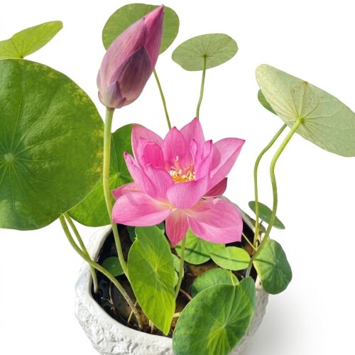 Healthy Padma (Lotus) Plant – Live Aquatic Flowering Plant for Pond & Water Garden