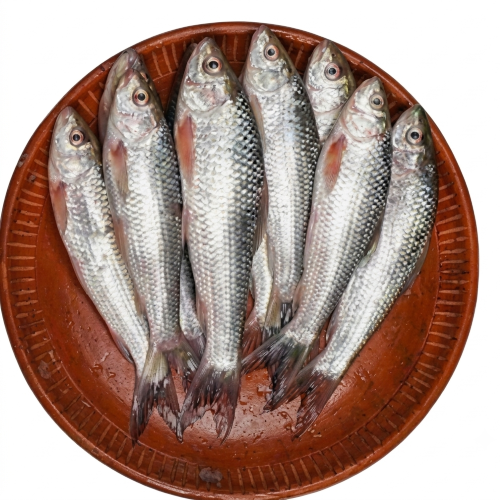 Fresh Bata Fish – Tender, Freshwater & Rich in Protein