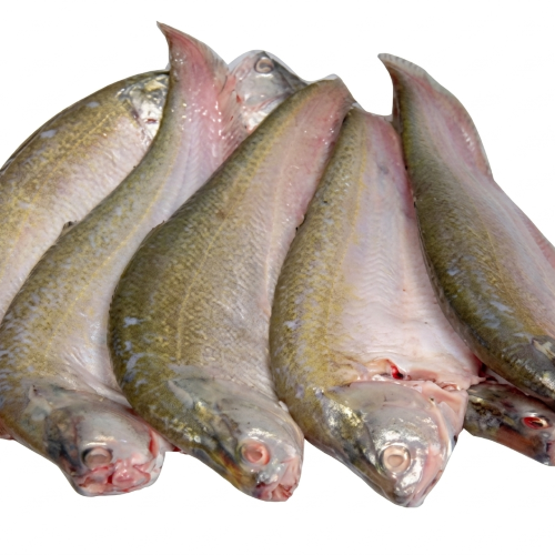 Fresh Foli Fish – Tender, Freshwater & Rich in Protein
