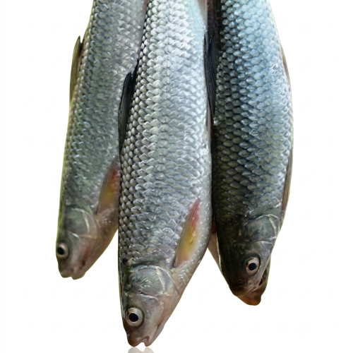 Fresh Bata Fish – Tender, Freshwater & Rich in Protein