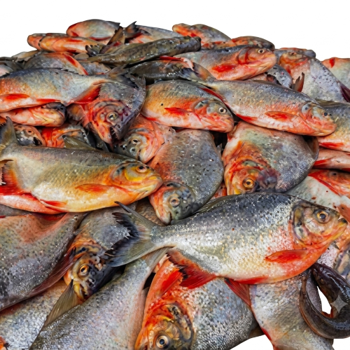 Premium Rupchanda Fish – Soft, Boneless & Rich in Omega-3