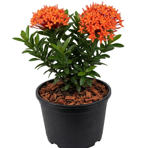 Healthy Rangan Flower Plant – Live Ixora Plant for Home & Garden