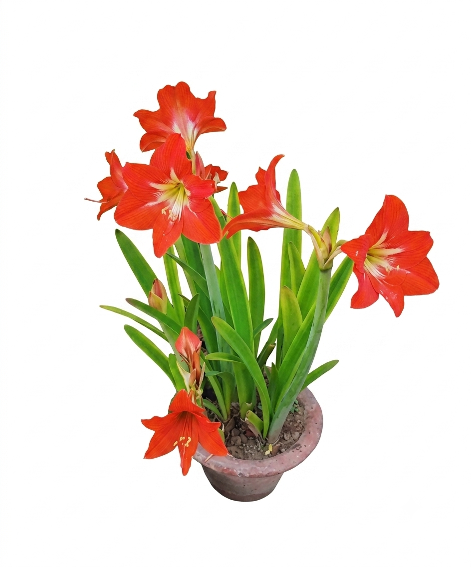 Healthy Amaryllis Lily Plant – Live Flowering Plant for Home & Garden