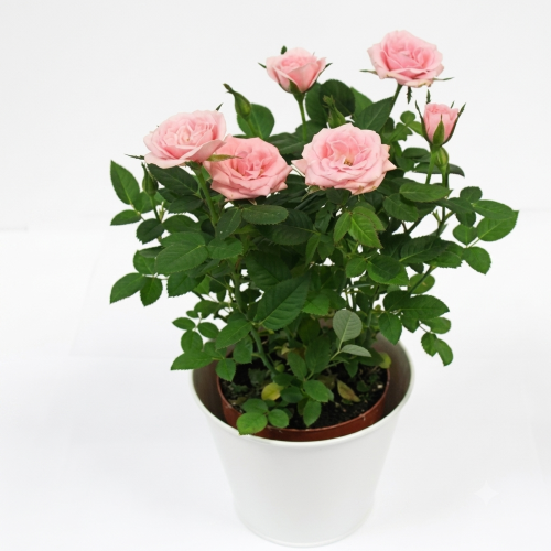 Healthy Pink Rose Plant – Live Flowering Plant for Home & Garden