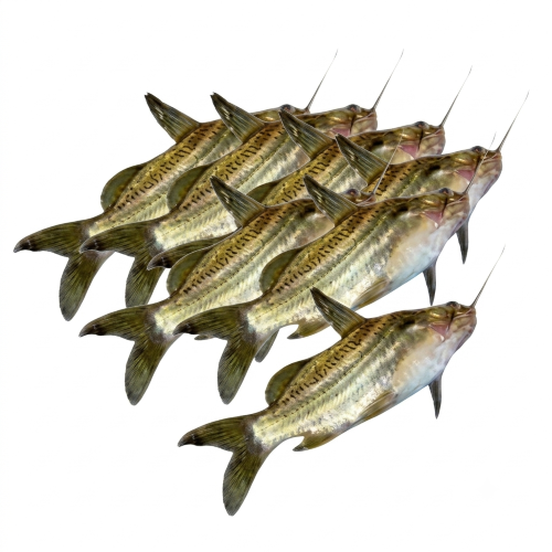 Fresh Small Tangra Fish – Tender, Flavourful & Protein-Rich