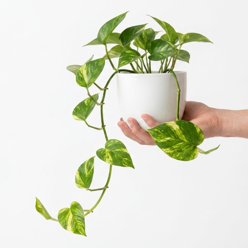 Healthy Money Plant – Live Indoor Air Purifying Plant for Home & Office