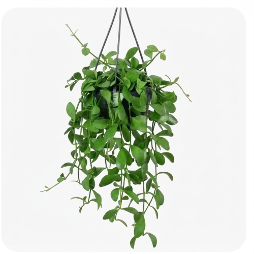 Healthy Hanging Peperomia Plant – Live Trailing Indoor Plant for Home & Office